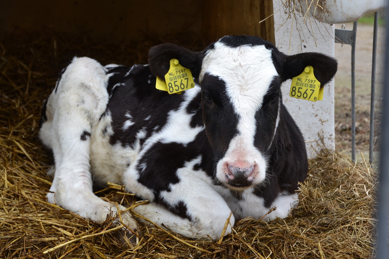 calf lying cow free photo