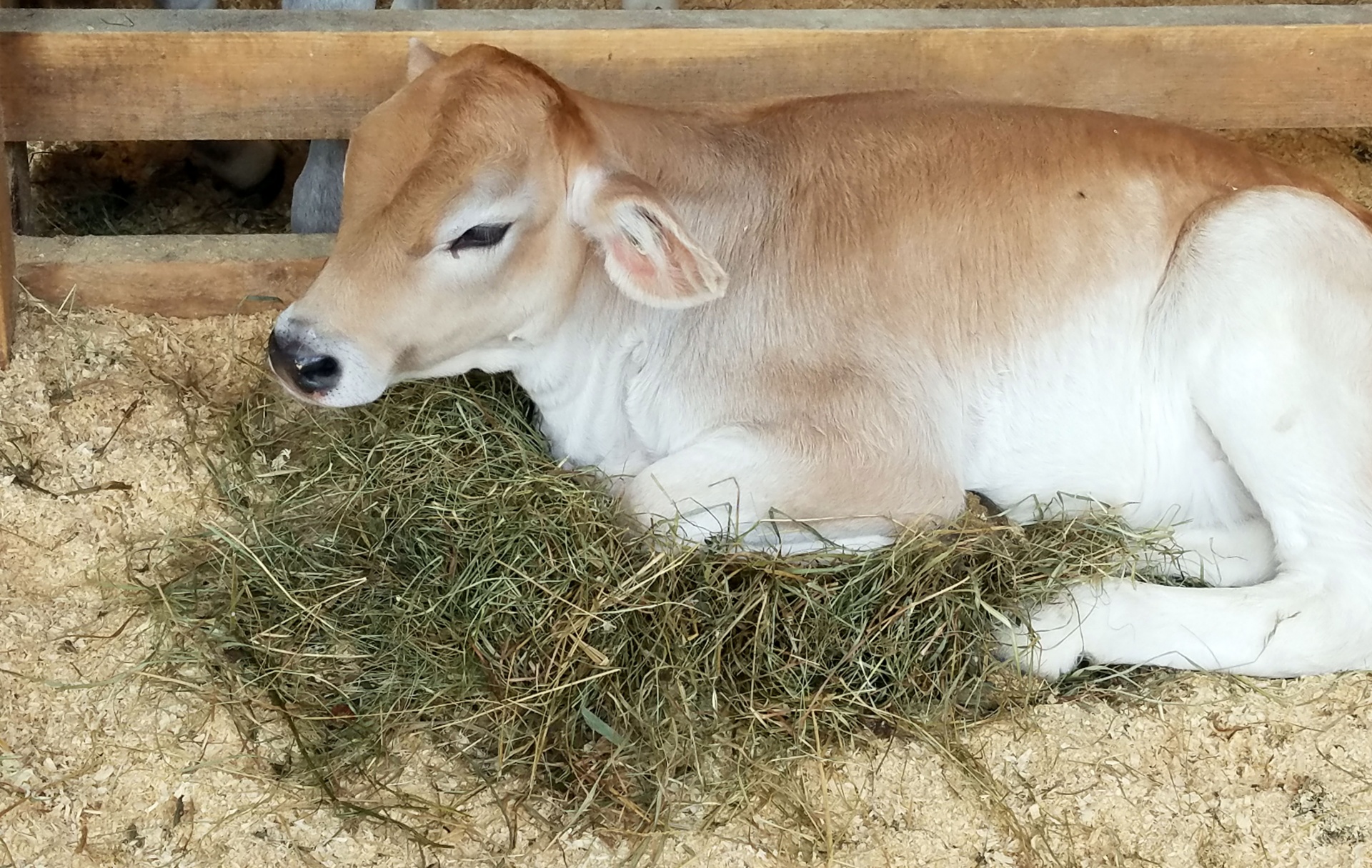 calf cow baby free photo