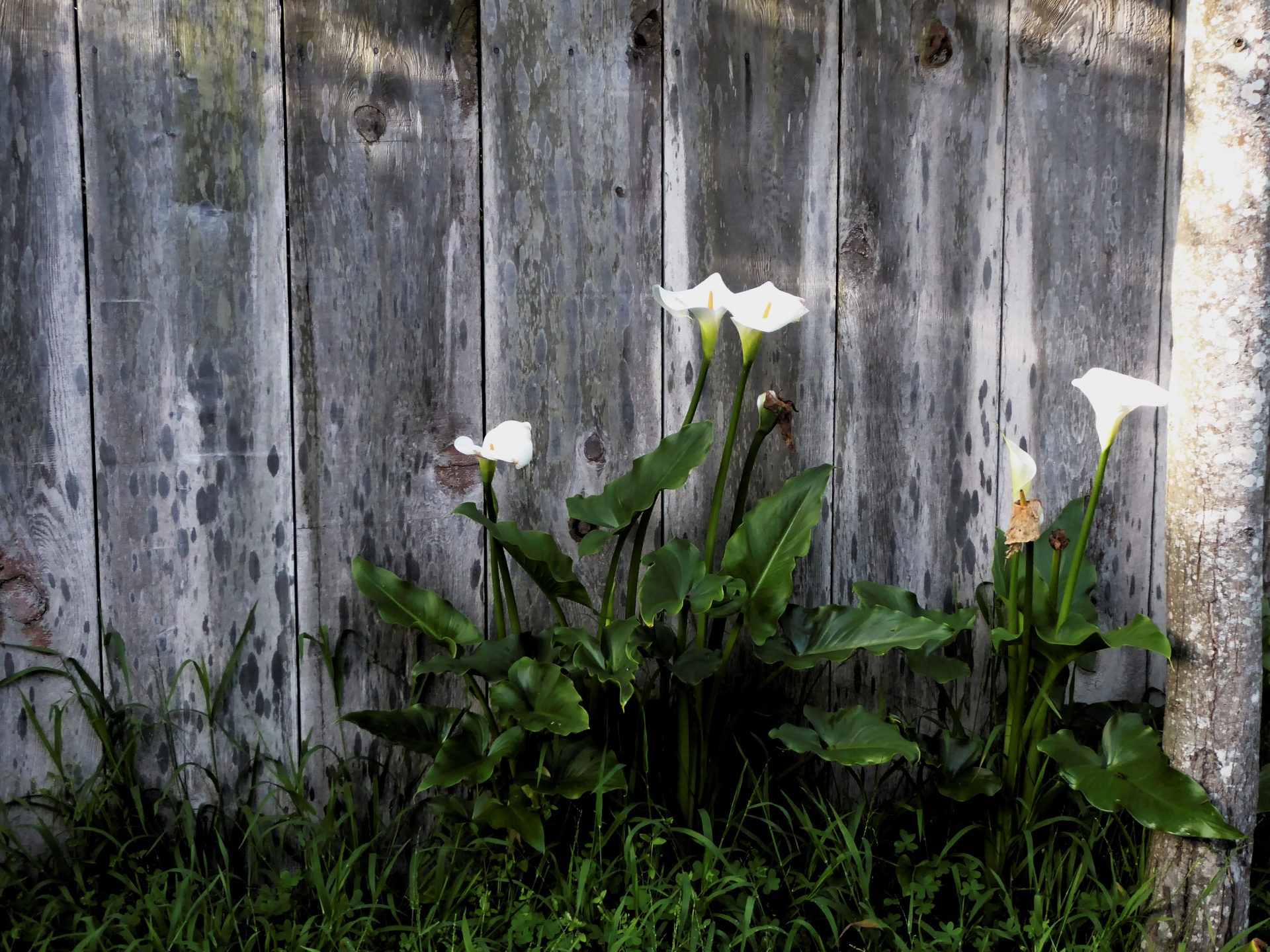 background cali lilies fence free photo