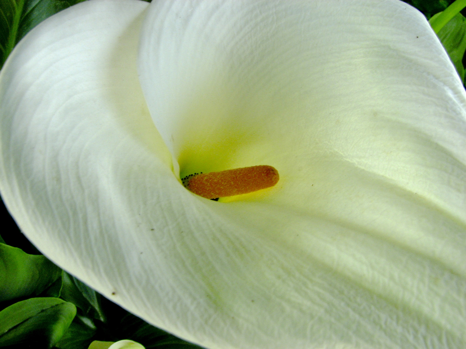 flower closeup isolated free photo