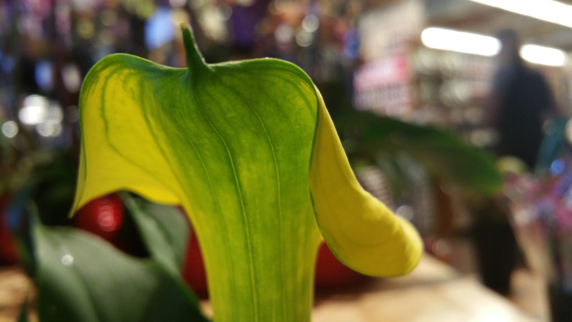 flower flowers cali lily free photo