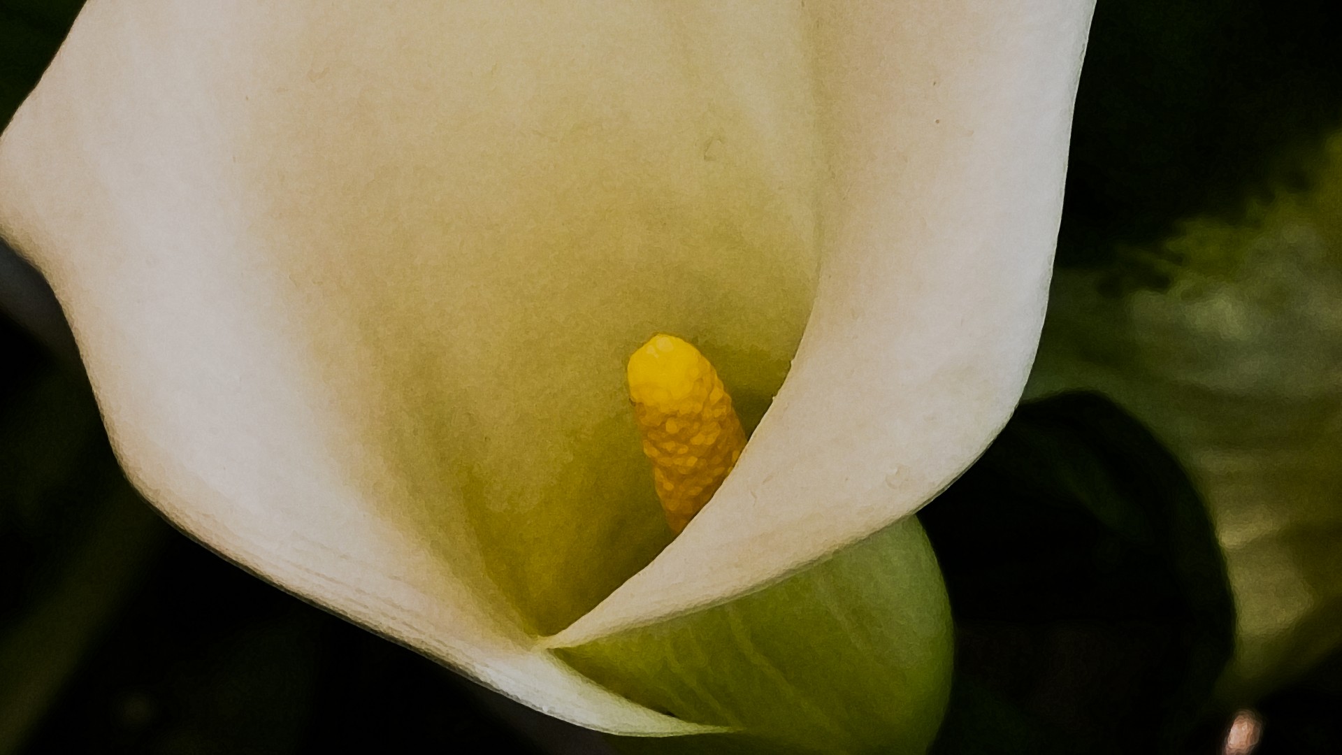 cali lily flower closeup free photo