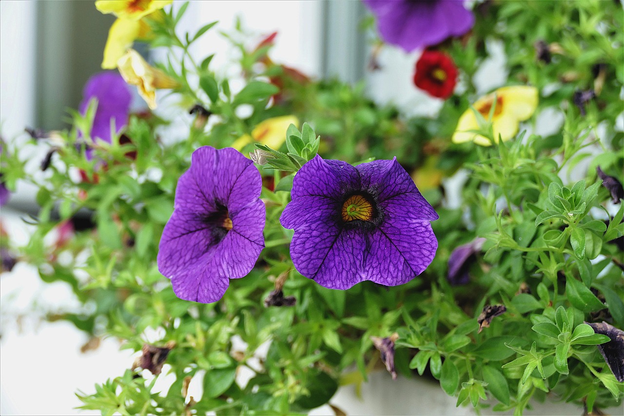 Калибрахоа фото. Калибрахоа семена. Калибрахоа летняя Радуга. 4. Calibrachoa. Калибрахоа семена фото.