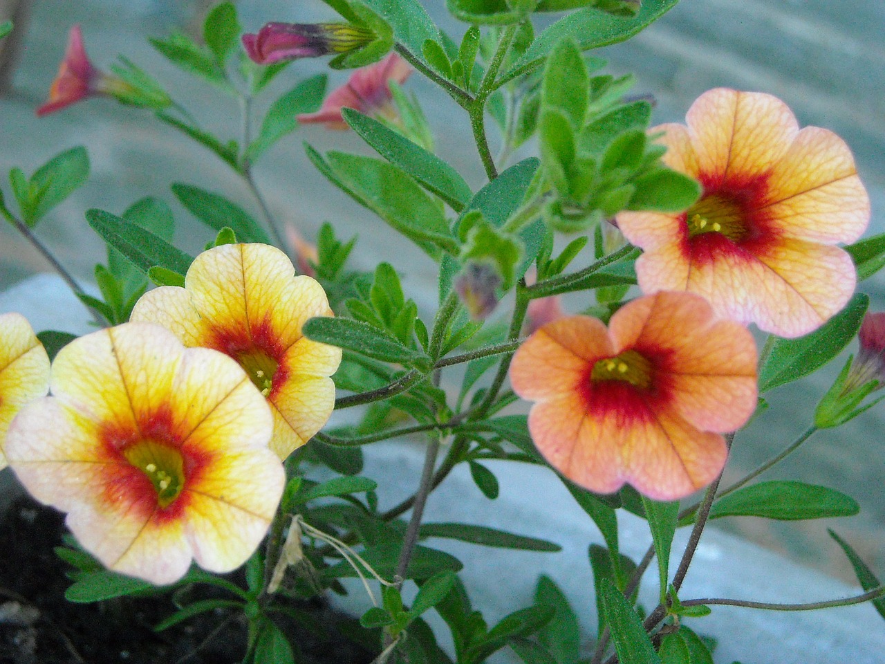 calibrachoa flower plant free photo