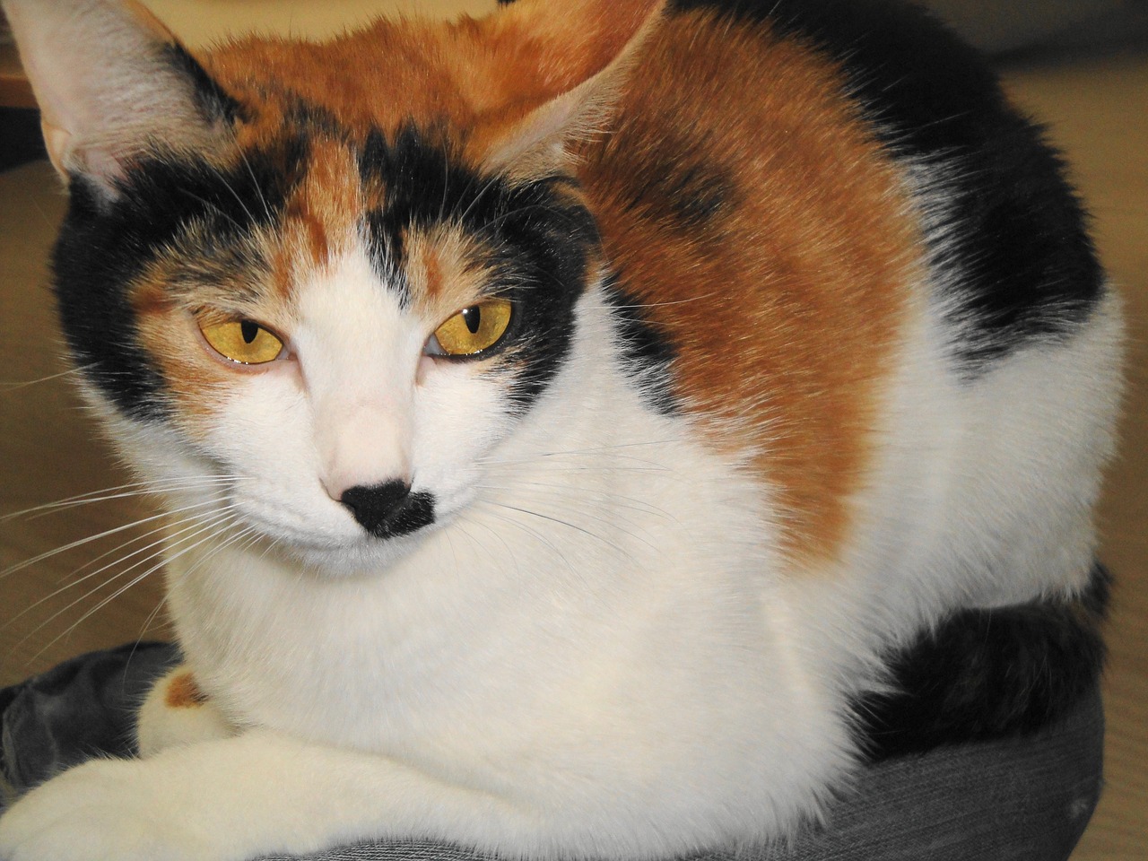 calico cat animal free photo