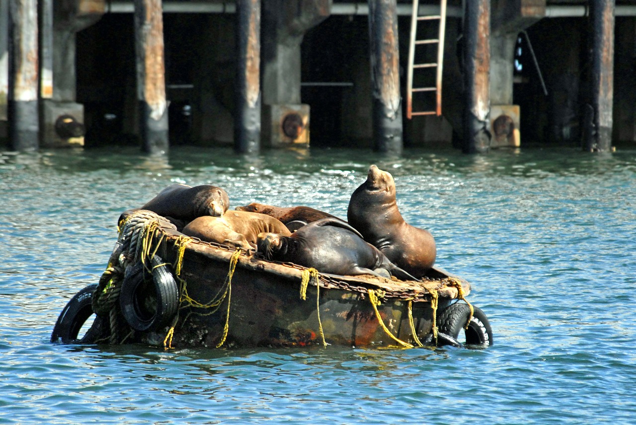 california sea lions buoy free photo
