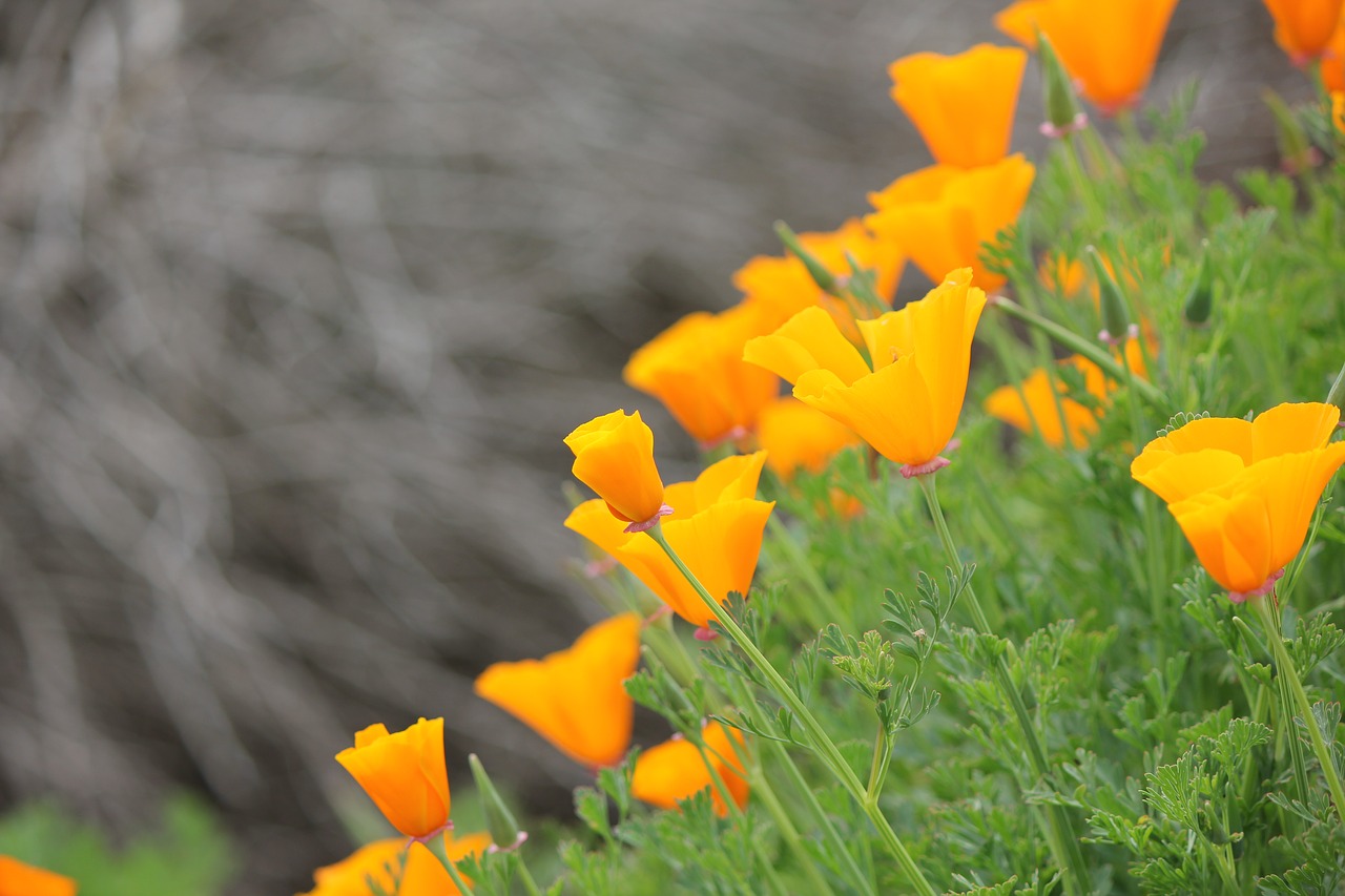 california yellow coast free photo