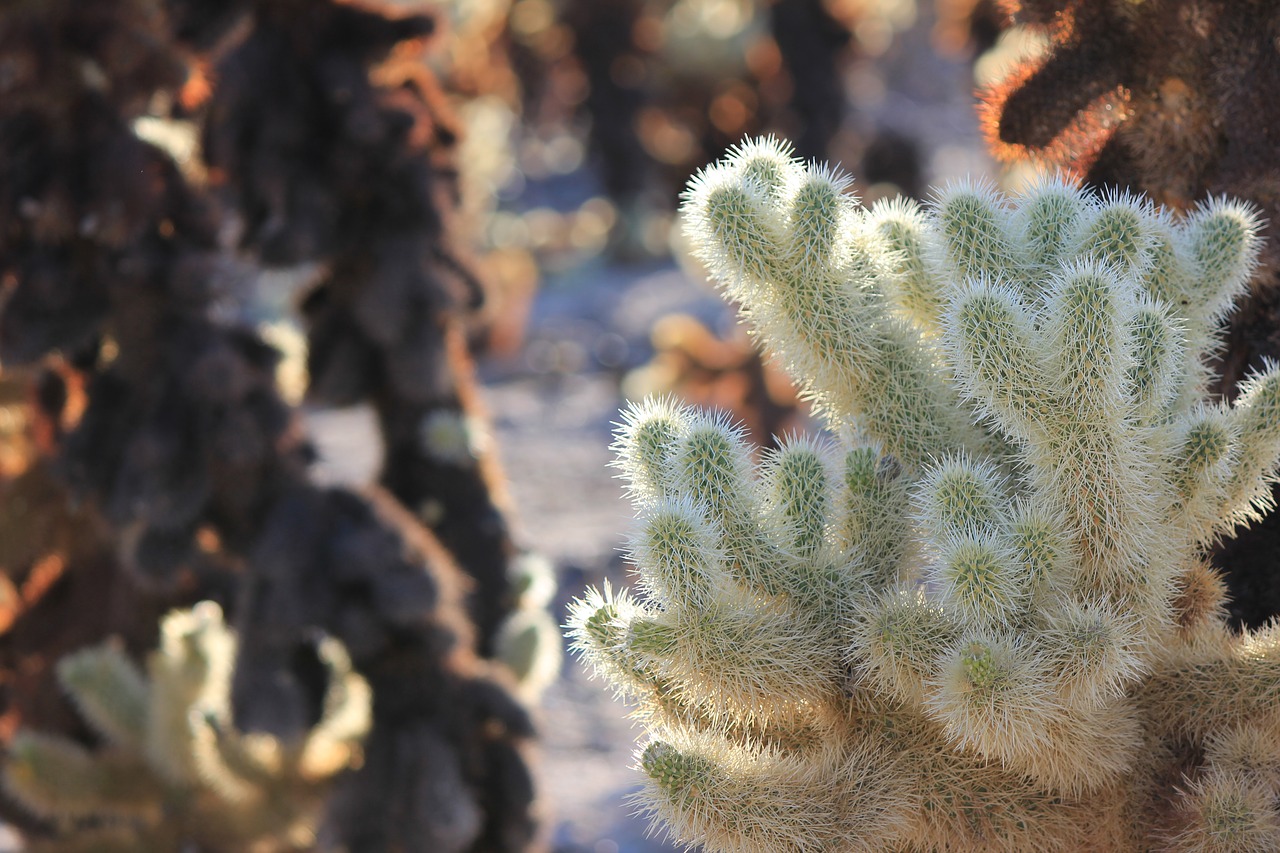 california nature cactus free photo