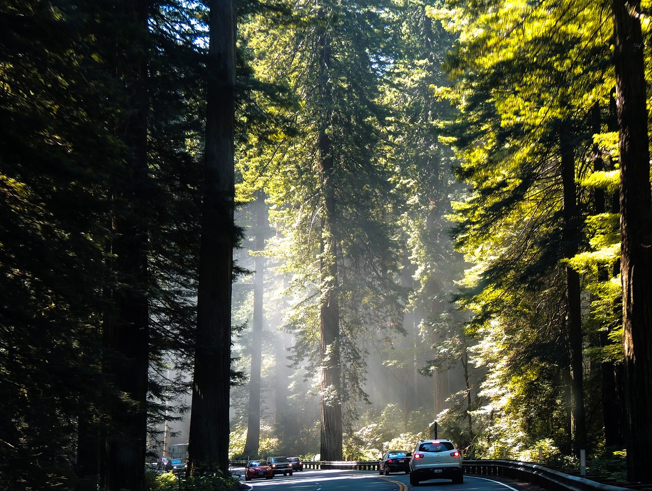 california redwoods tree free photo