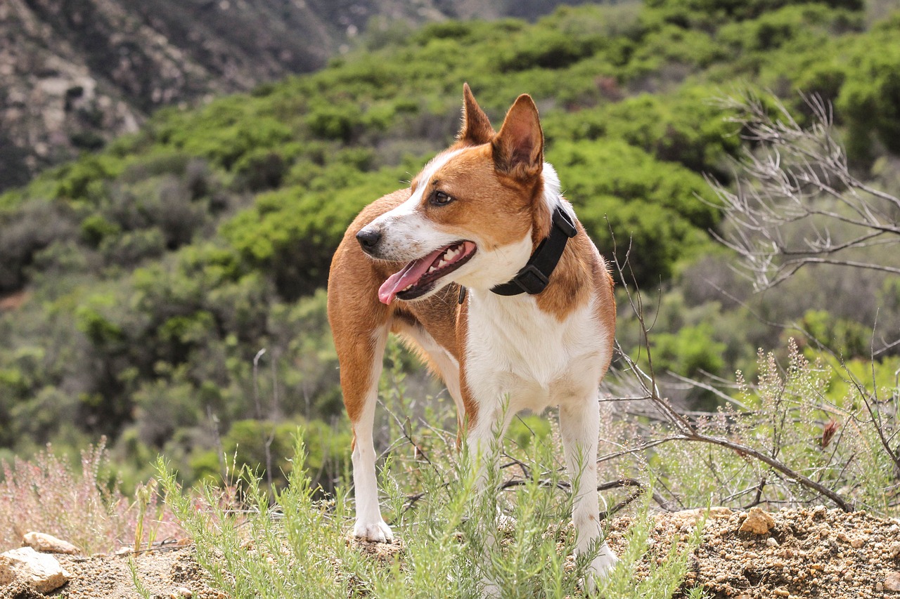 california cattle dog cute free photo