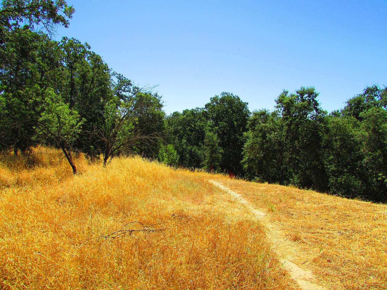california hill grass free photo
