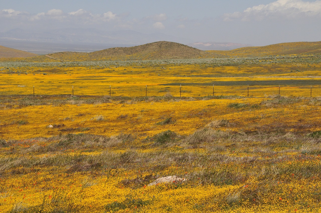 california wildflowers poppy fields free photo