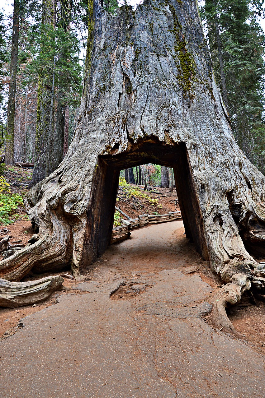 california yosemite national park sequoia free photo