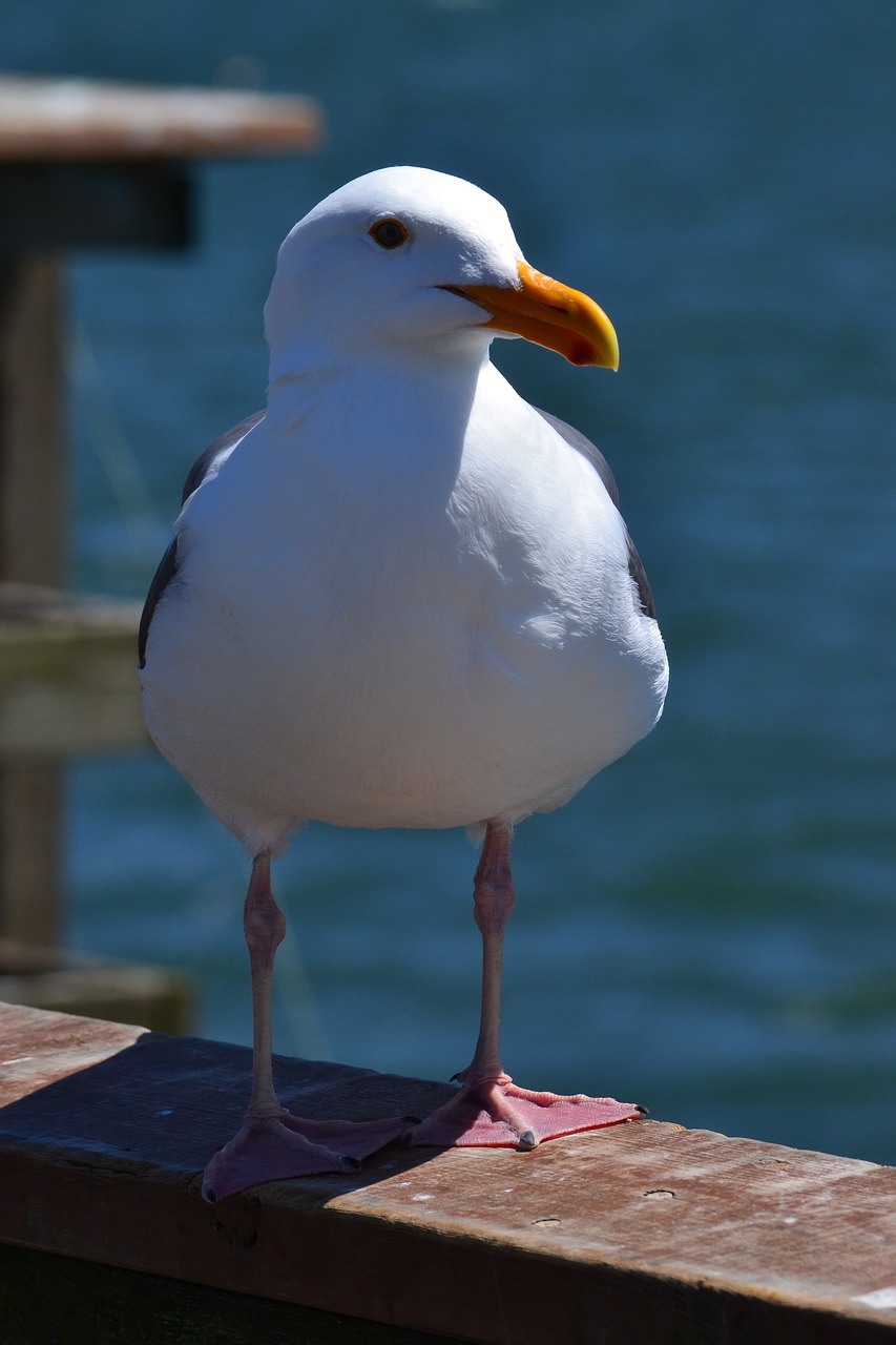 california seagull sunny free photo