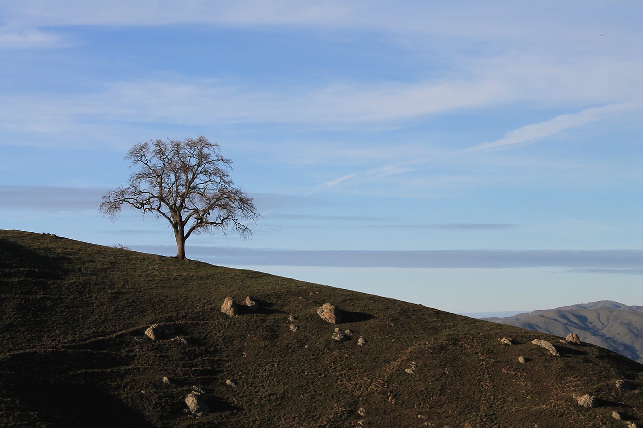 california hills tree free photo