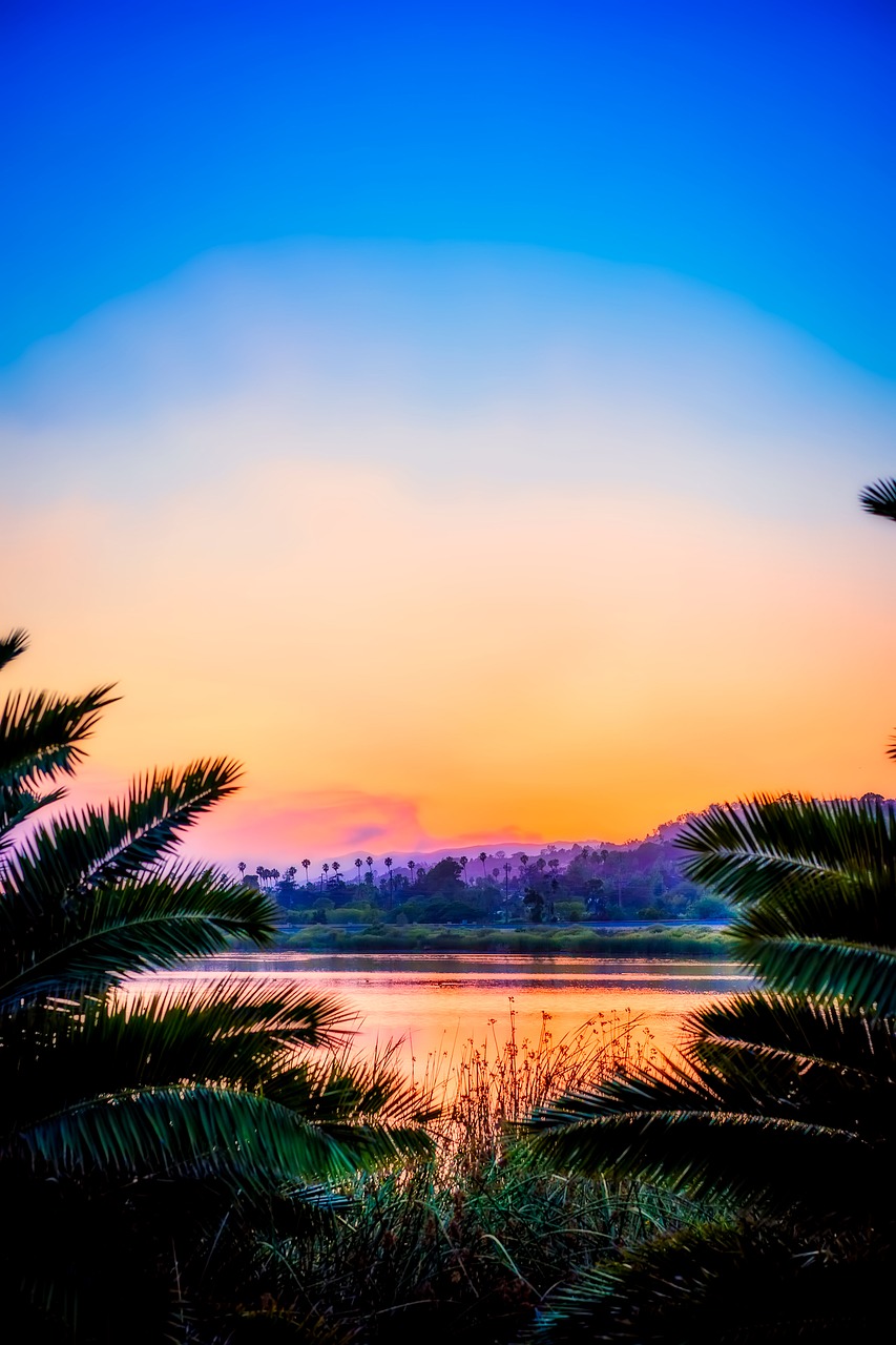 california landscape palm trees free photo