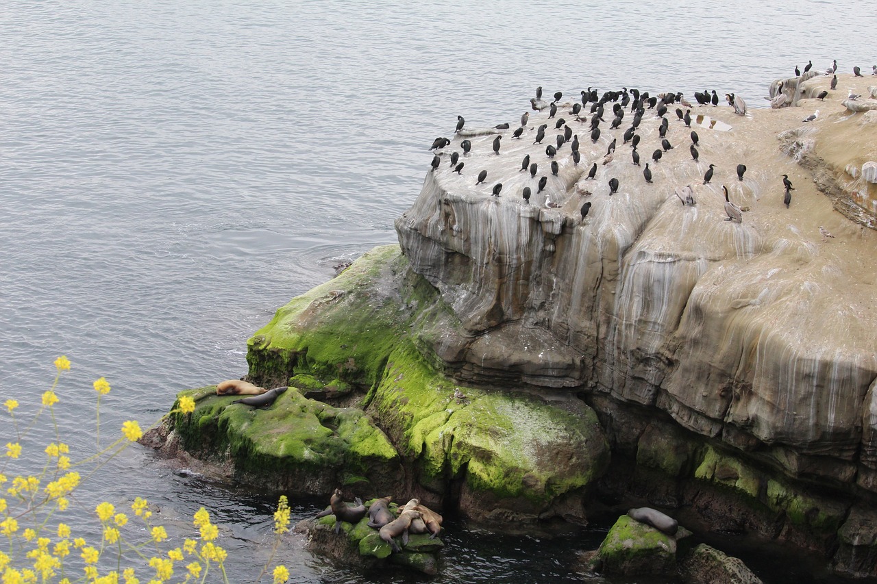 california sea lion la jolla free photo