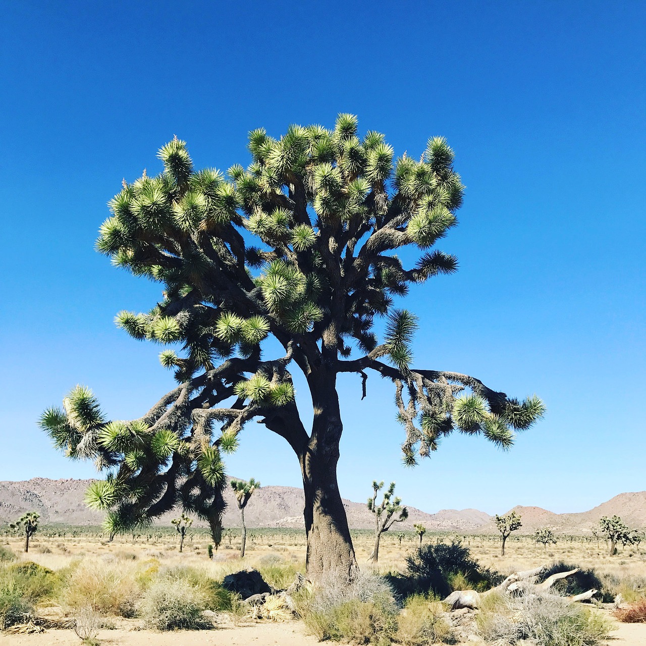 california landscape america free photo