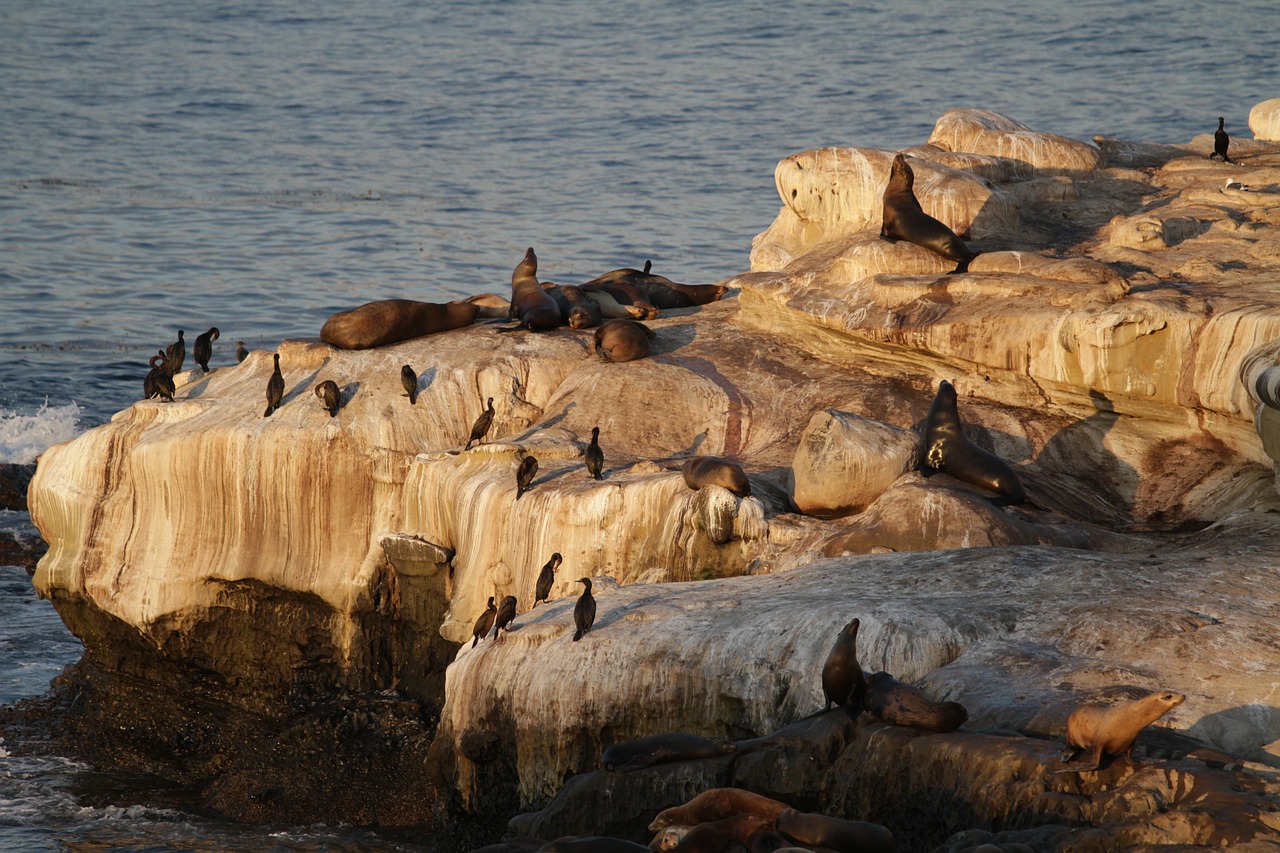 california sea lion free photo