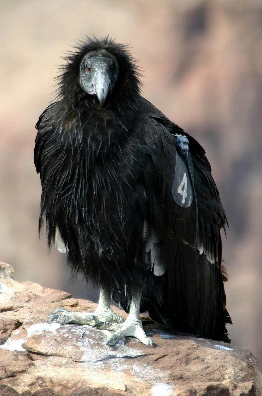 california bird condor free photo