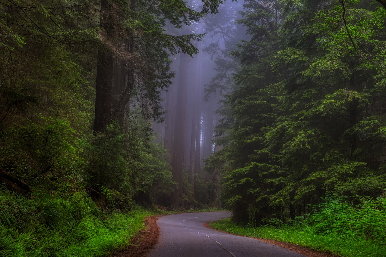california  america  redwoods free photo