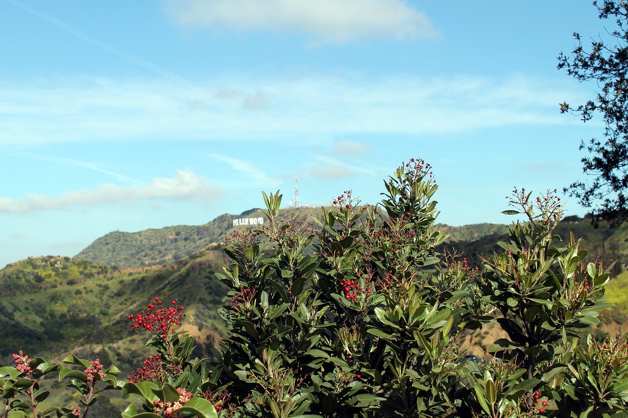 california  plant  landscape free photo