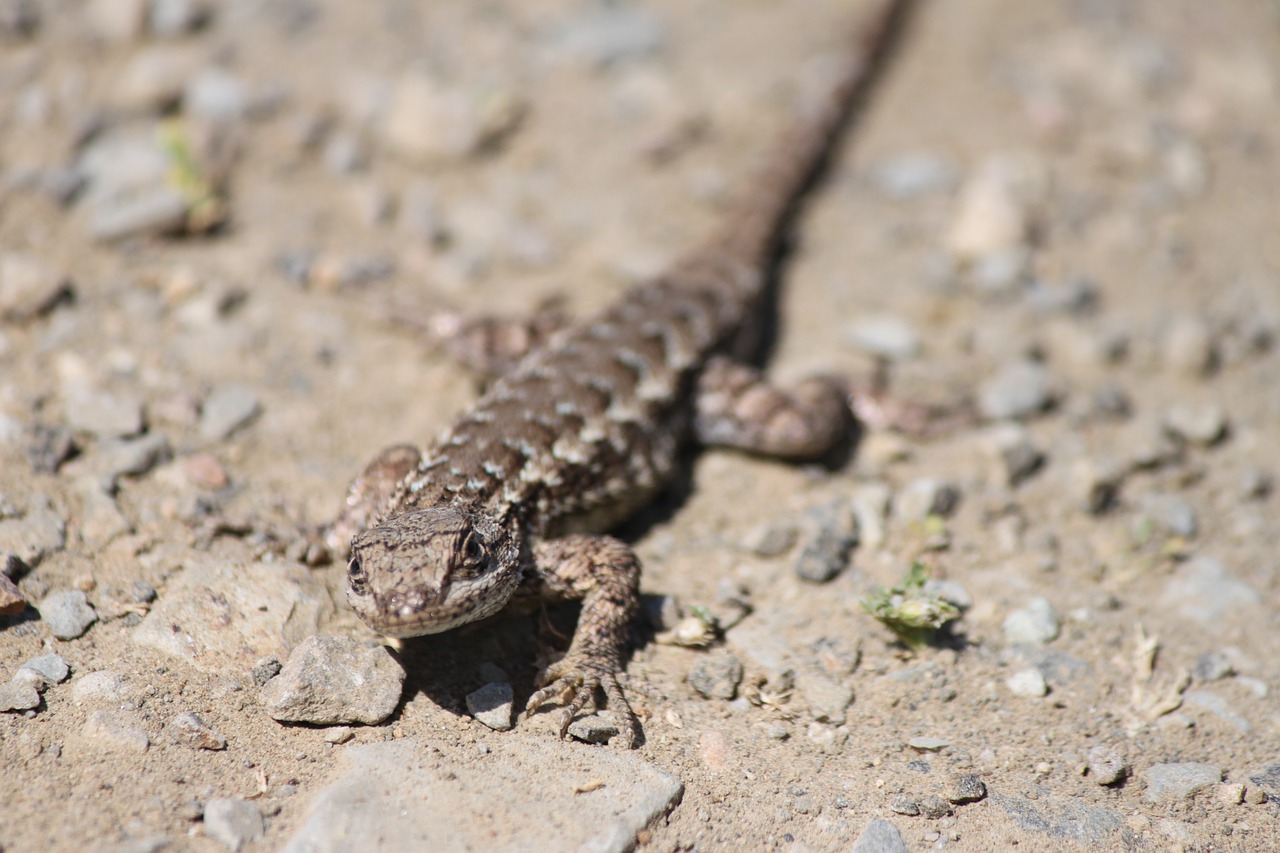 california  lizard  outdoor free photo