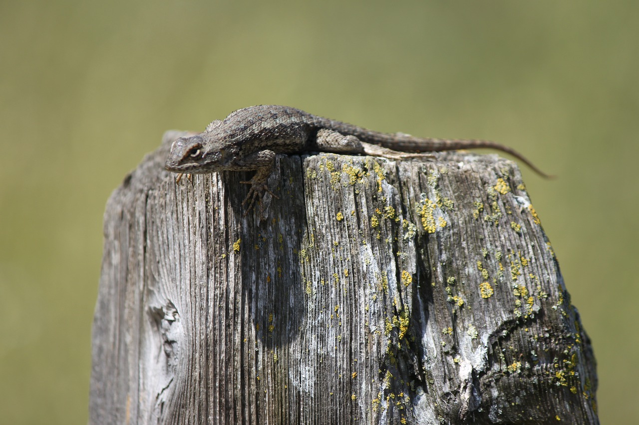 california  lizard  outdoor free photo