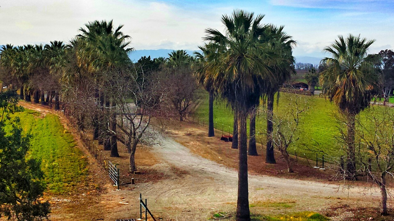 california palm trees landscape free photo