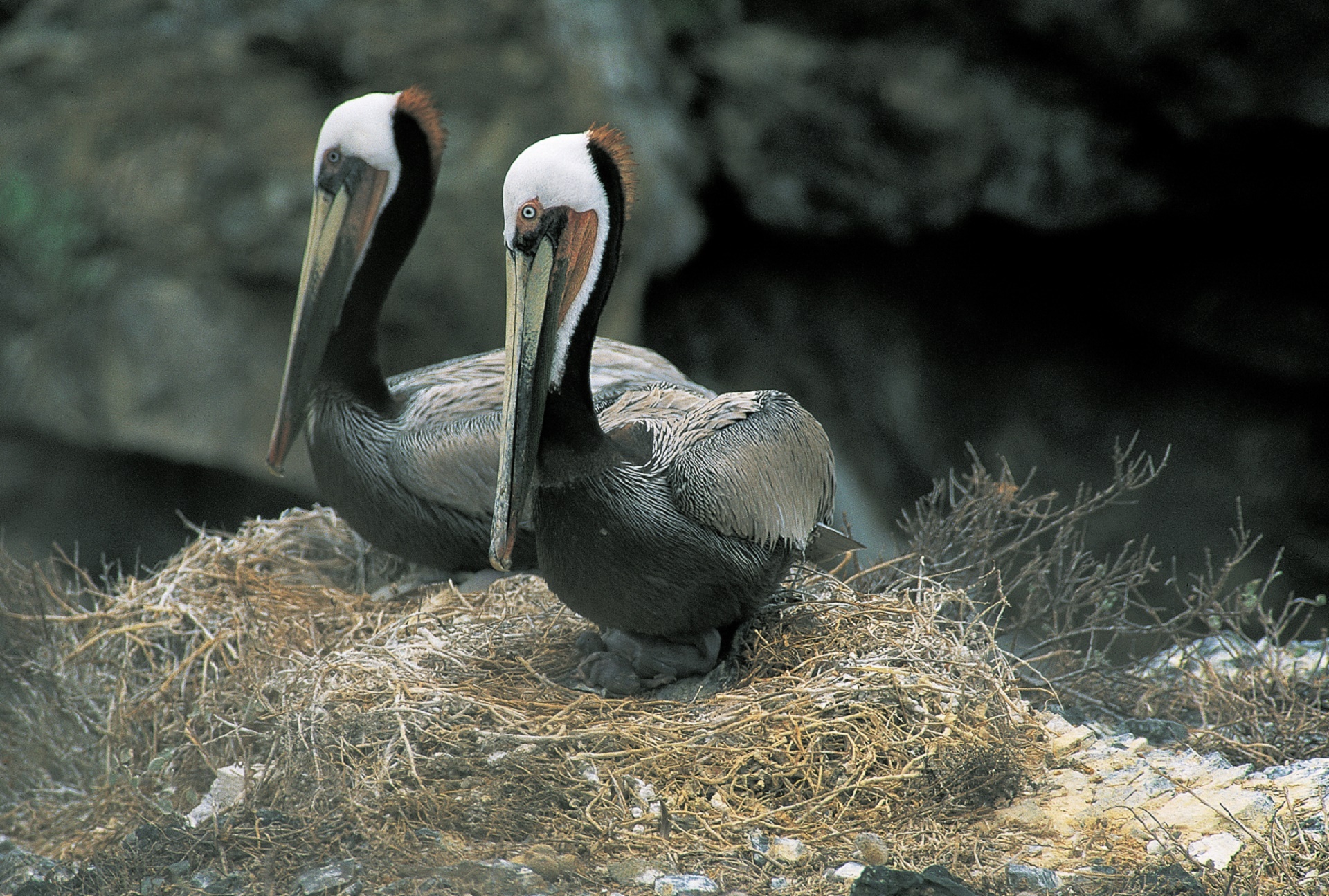 pelicans pair portrait free photo