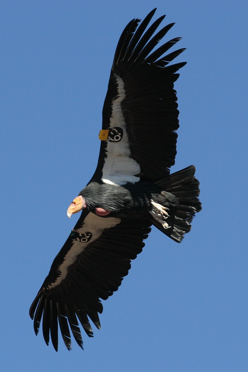 california condor flying flight free photo