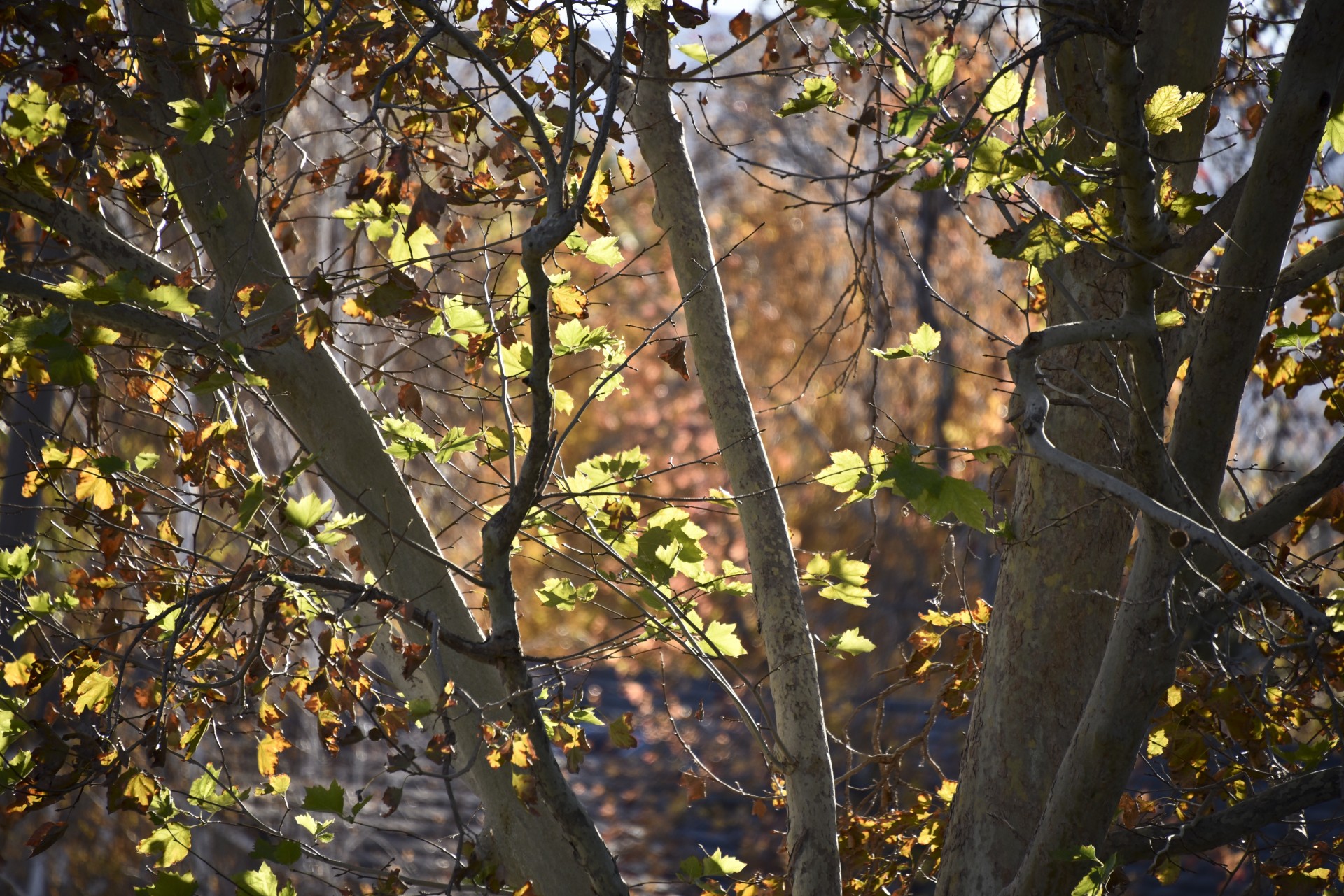 leaves gold brown free photo