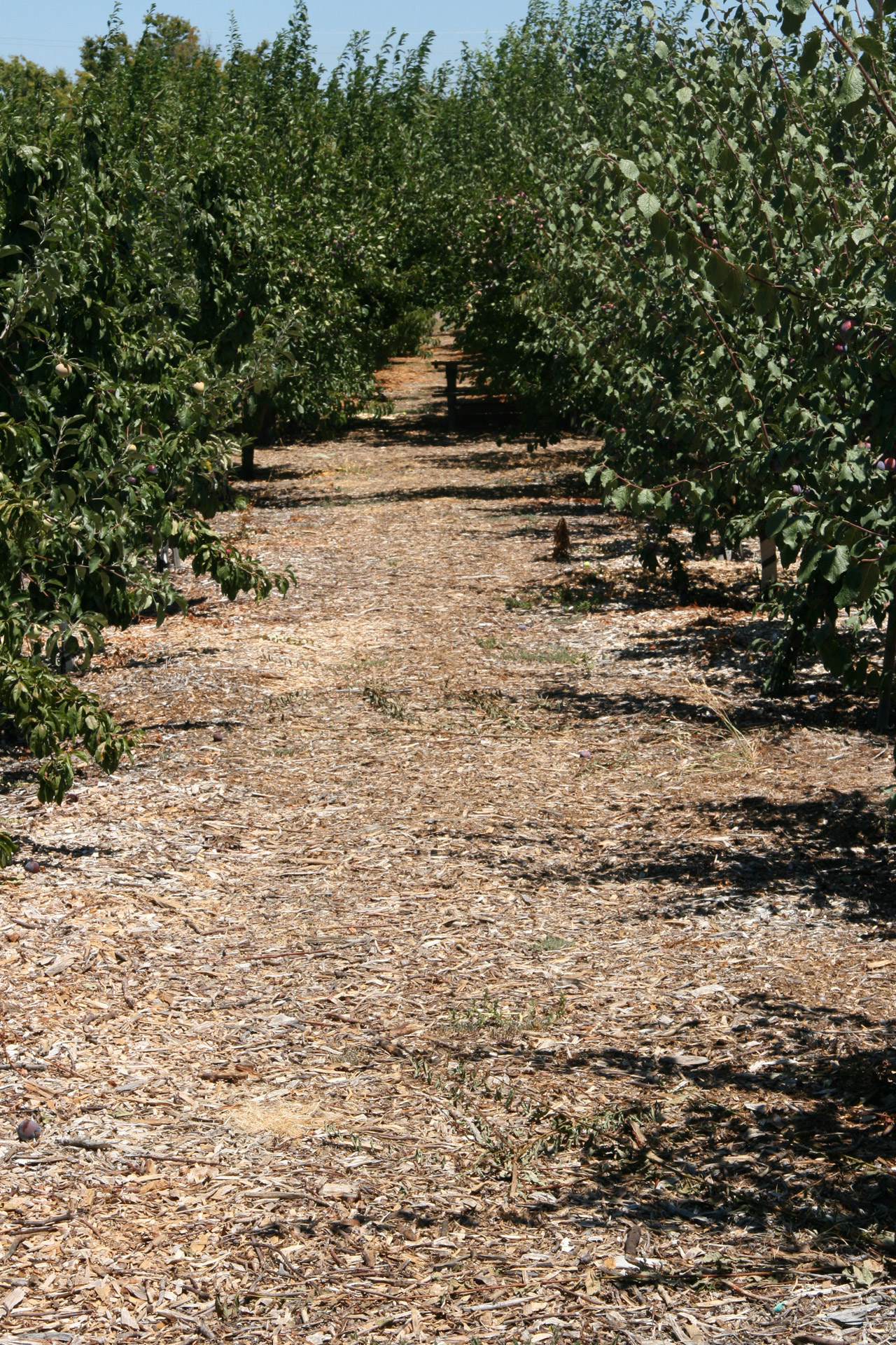 california fruit orchard free photo