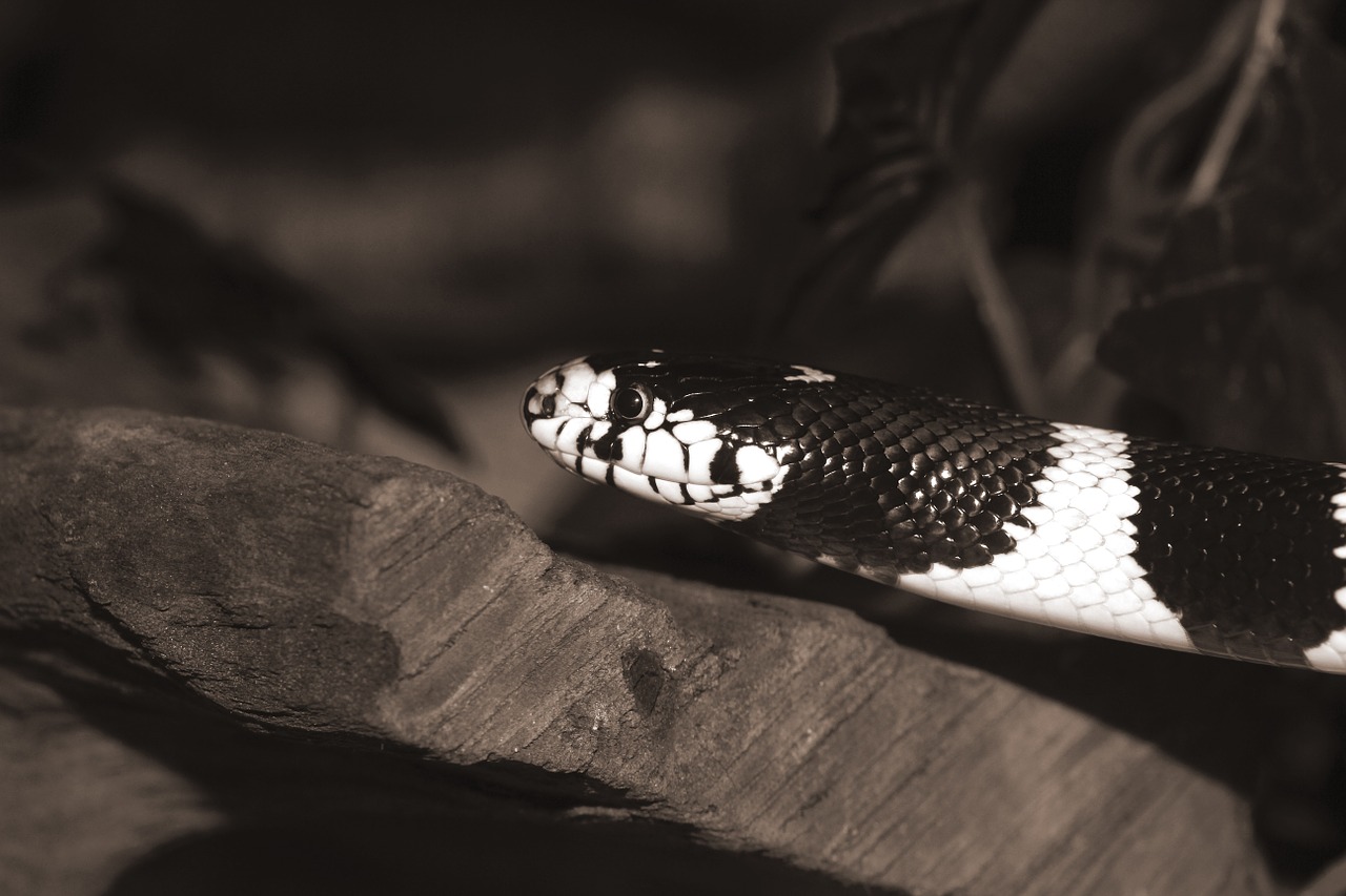 california getula chain natter snake free photo