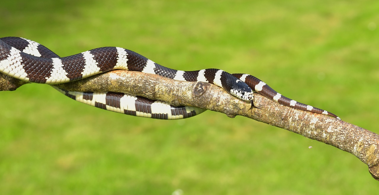 california getula chain natter snake free photo