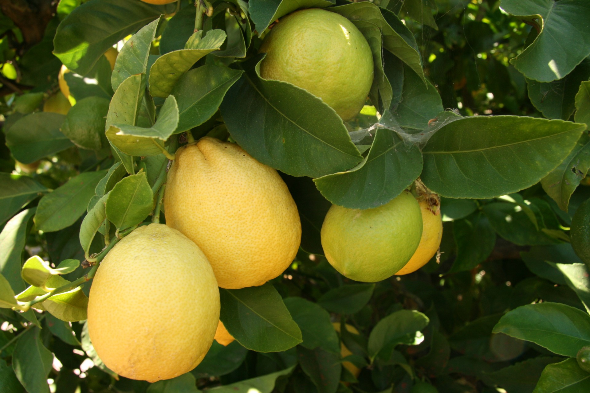 california lemons fruit free photo