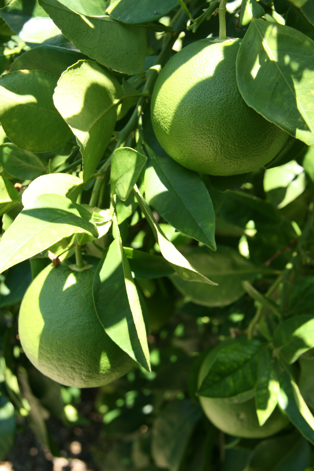 california limes fruit free photo