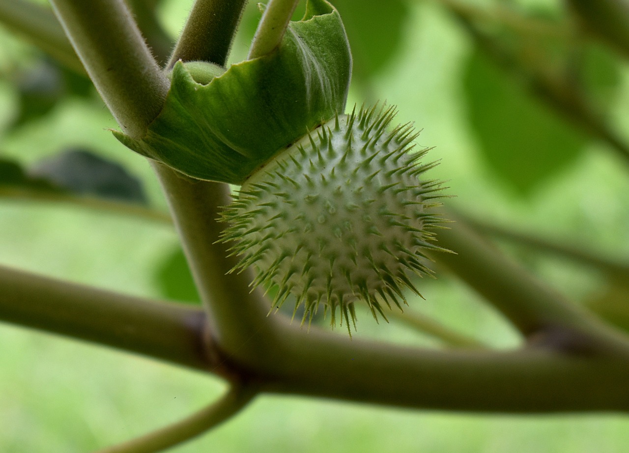 california manroot bigroot fruit ball with prickles free photo