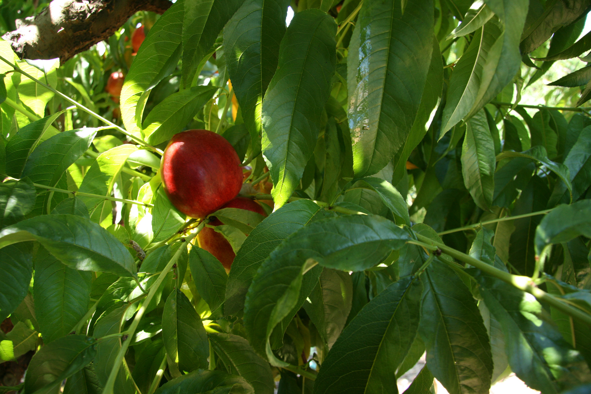 california nectarine fruit free photo