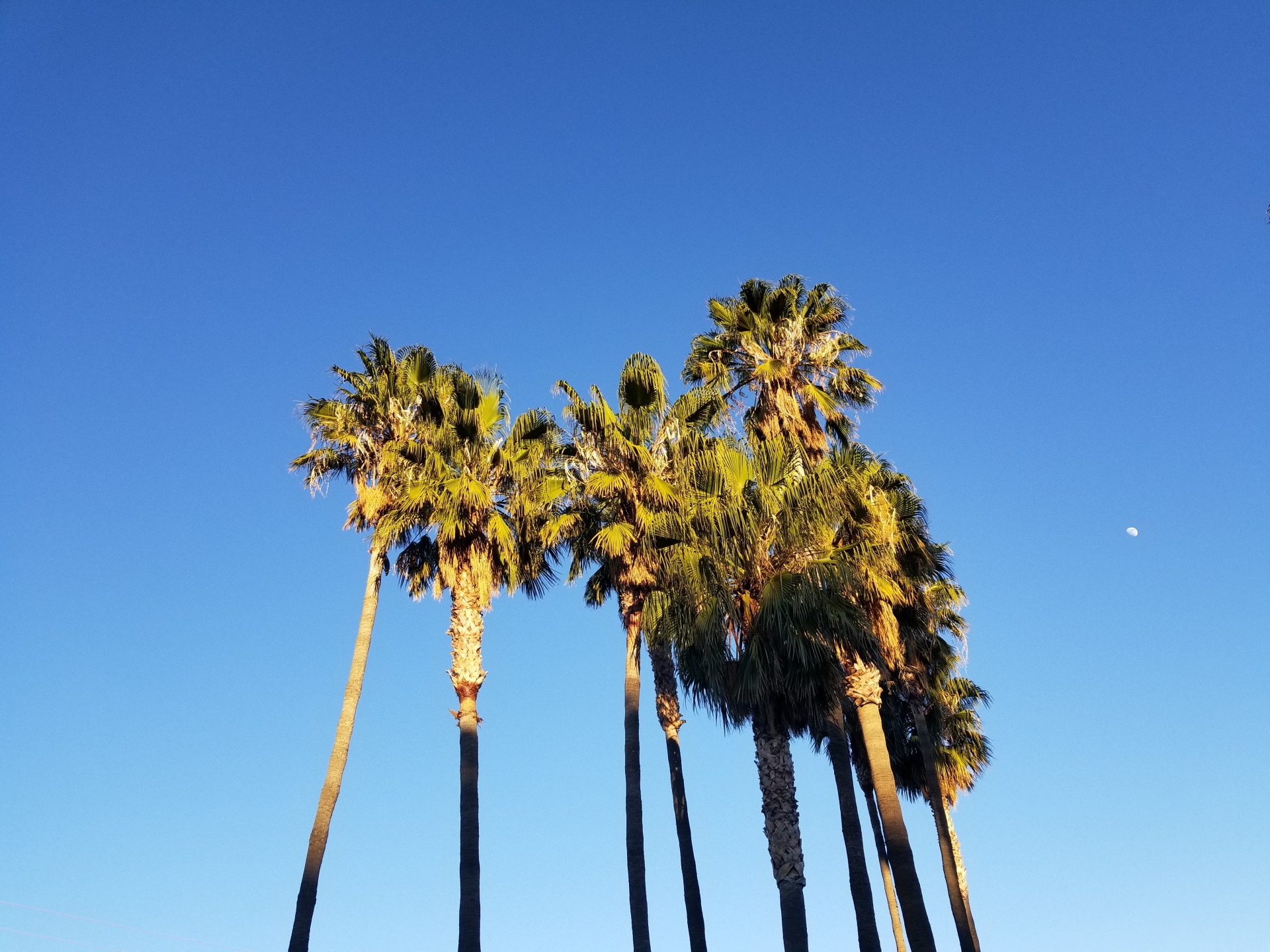 palm tree moon trees free photo