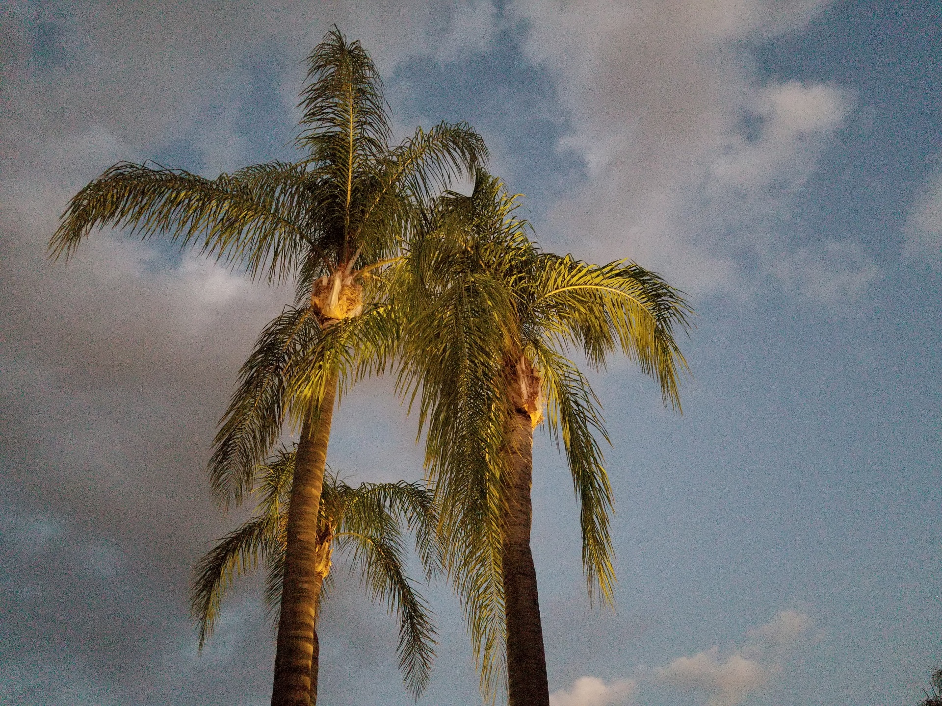 palm tree trees blue sky free photo