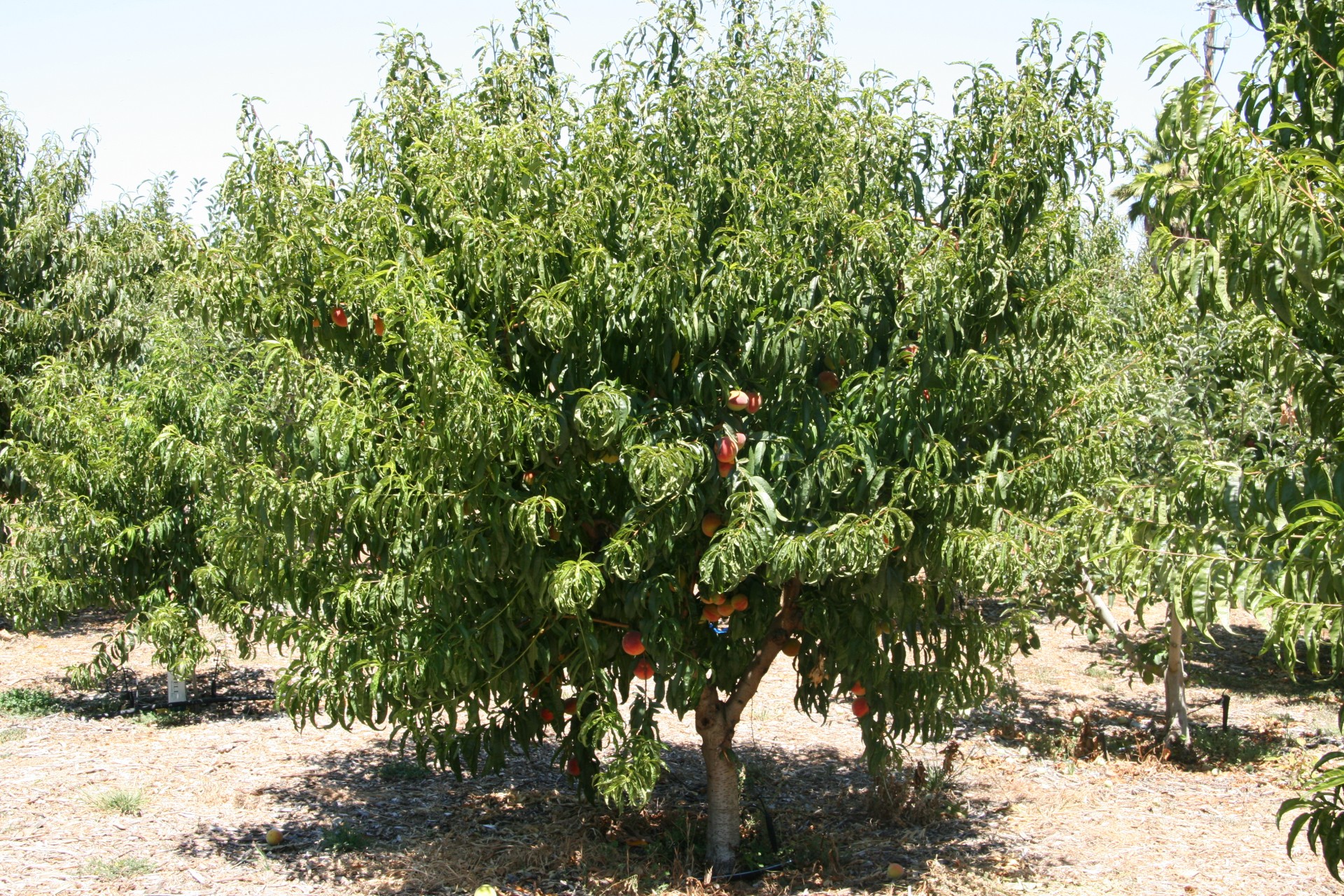 Взрослое дерево персика фото