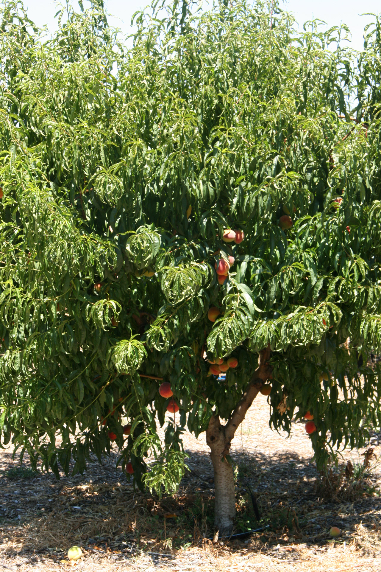 california peaches fruit free photo