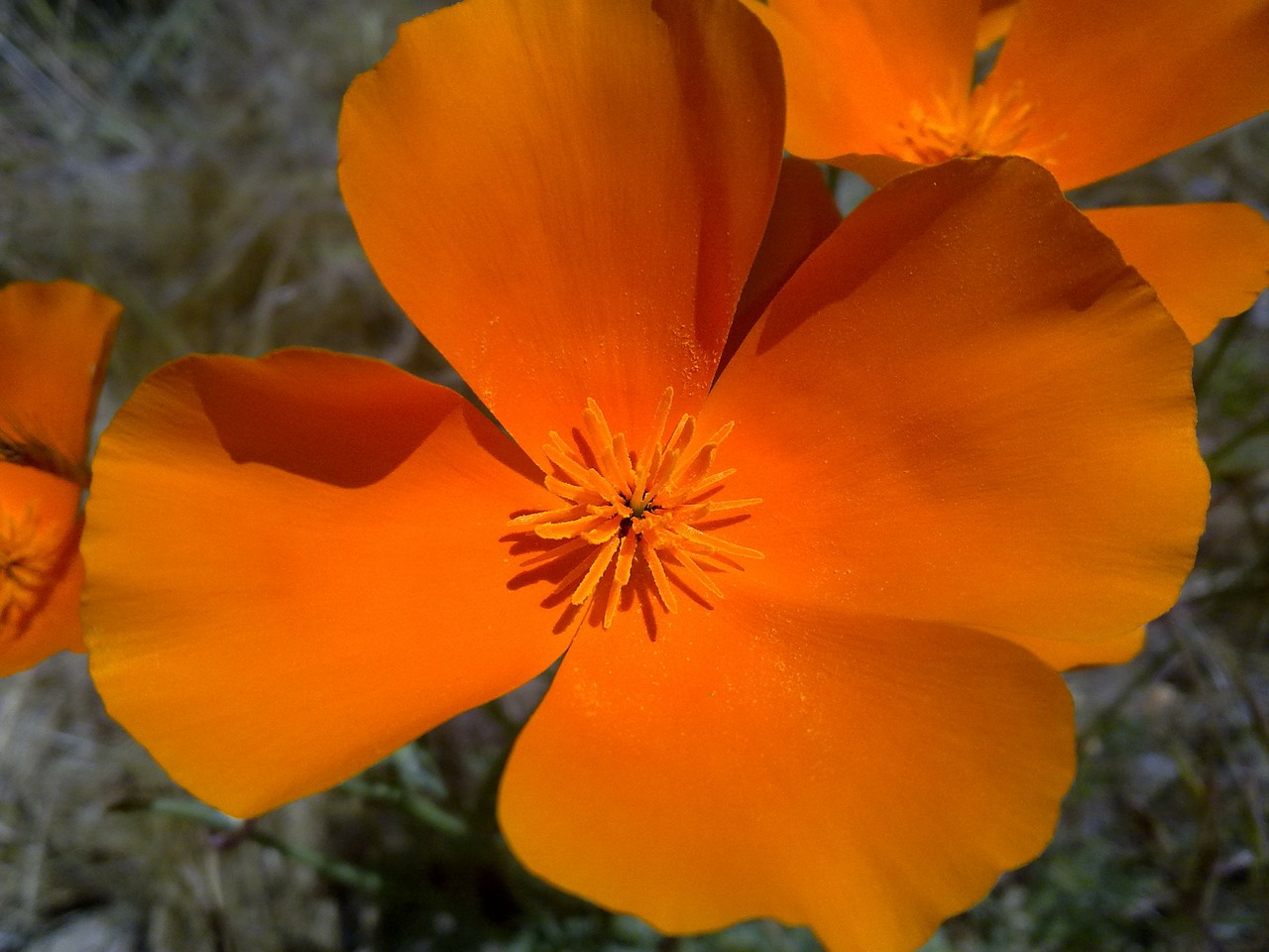 california poppies flower orange free photo