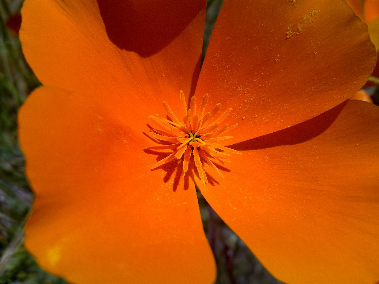 california poppies flower orange free photo