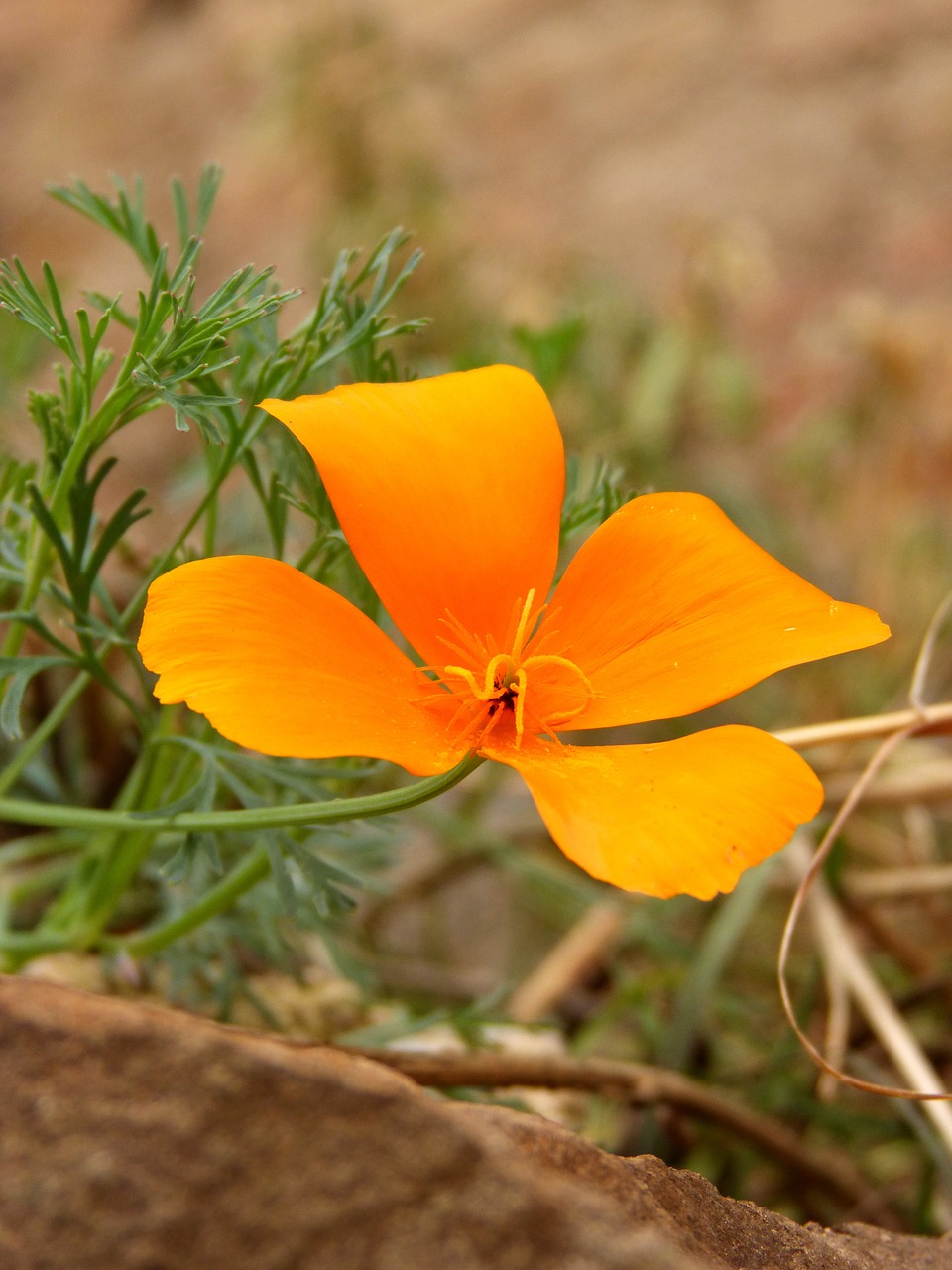 california poppy flower yellow free photo