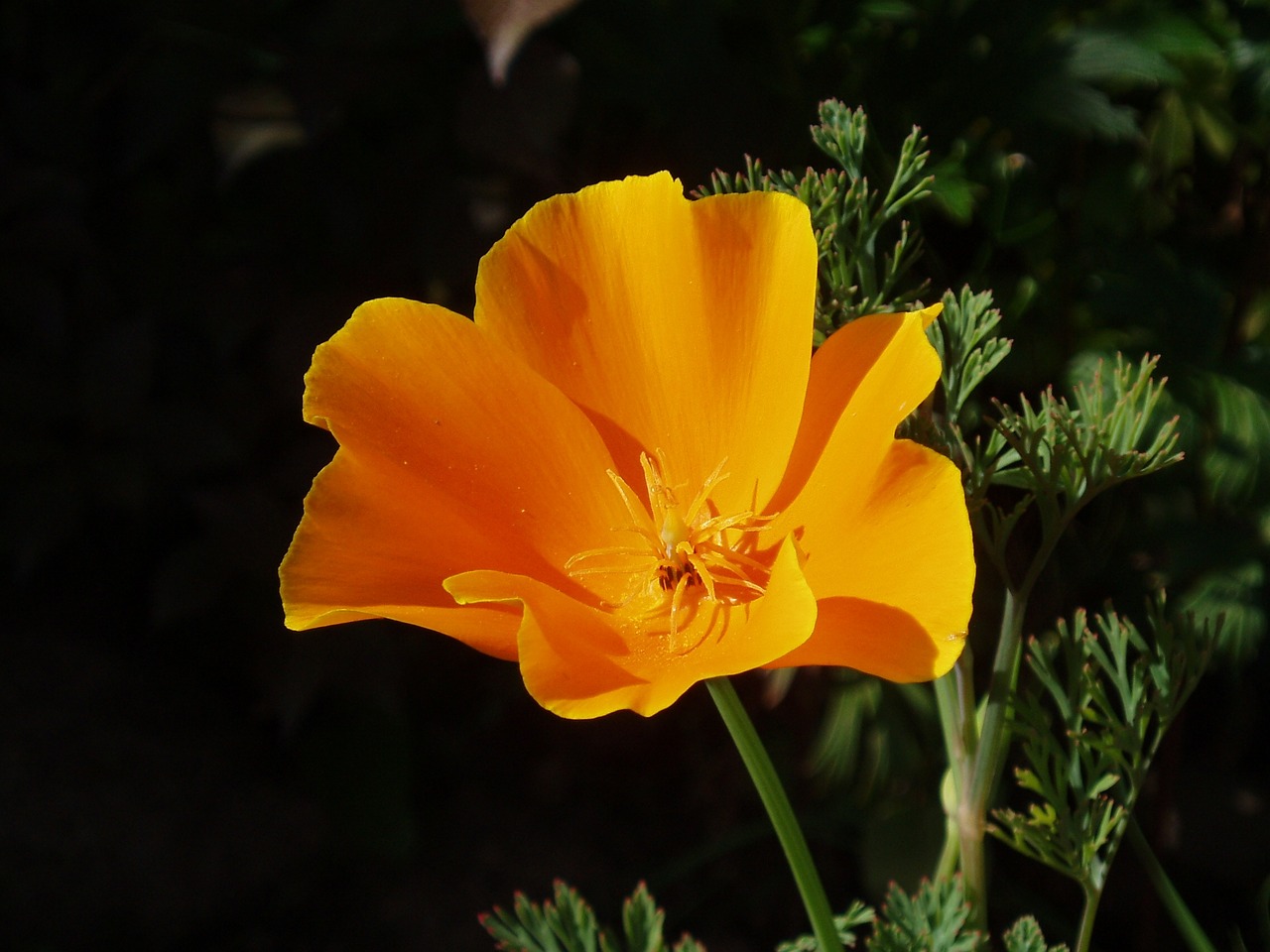 california poppy papaver poppy free photo