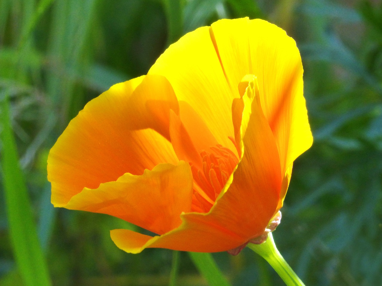 california poppy yellow poppy translucent free photo