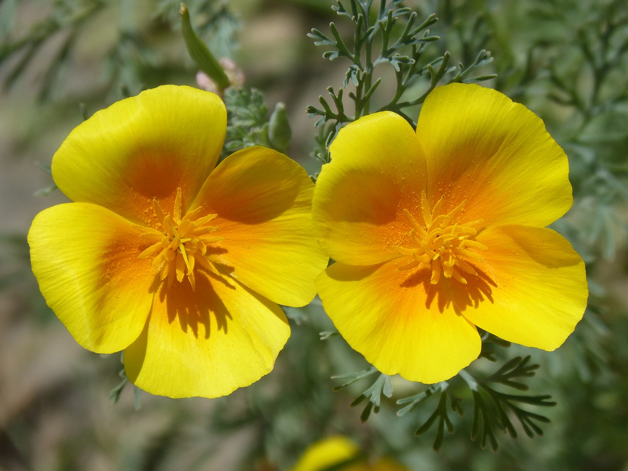 california poppy flowers couple free photo