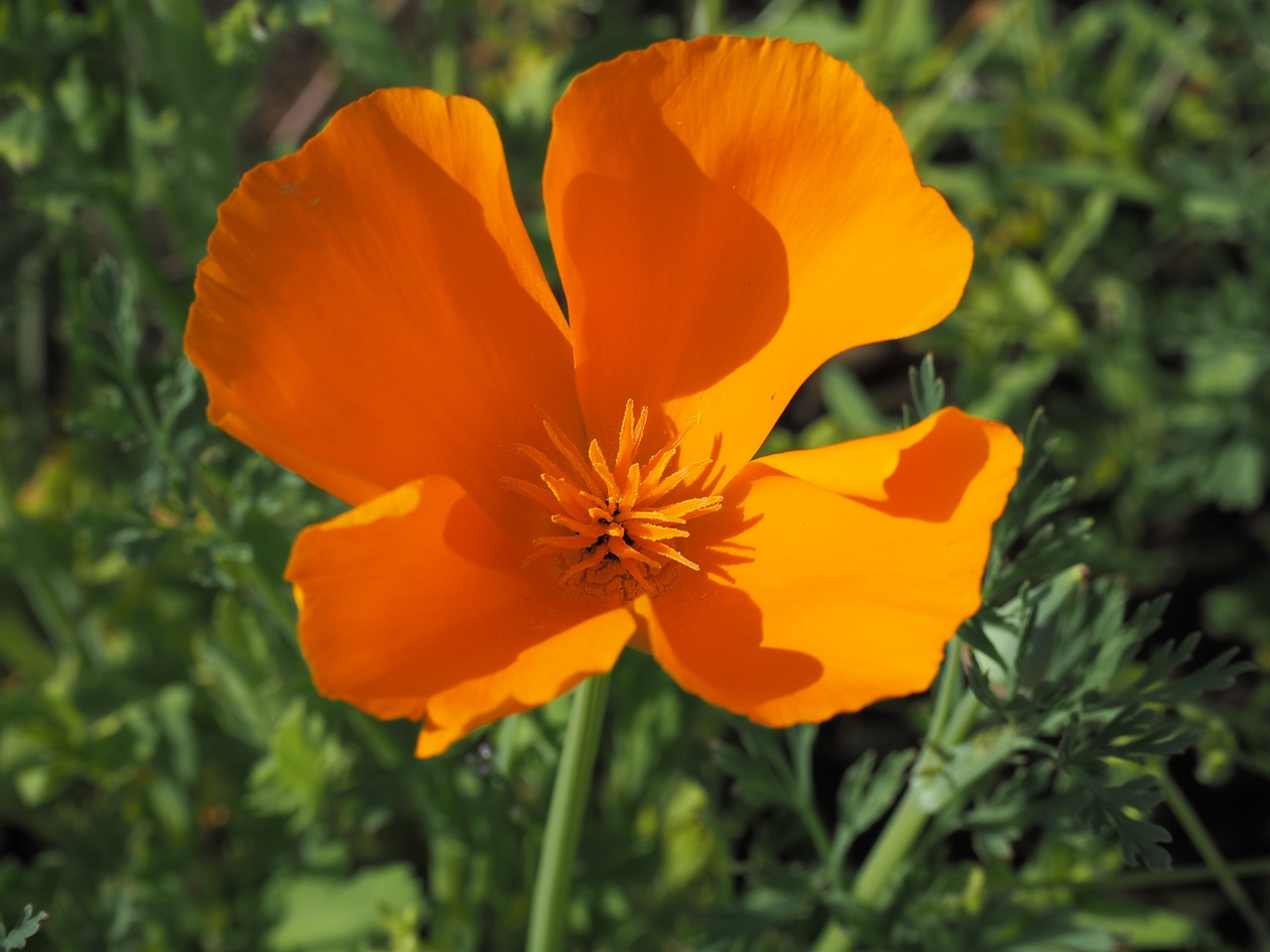 california poppy orange flowers free photo